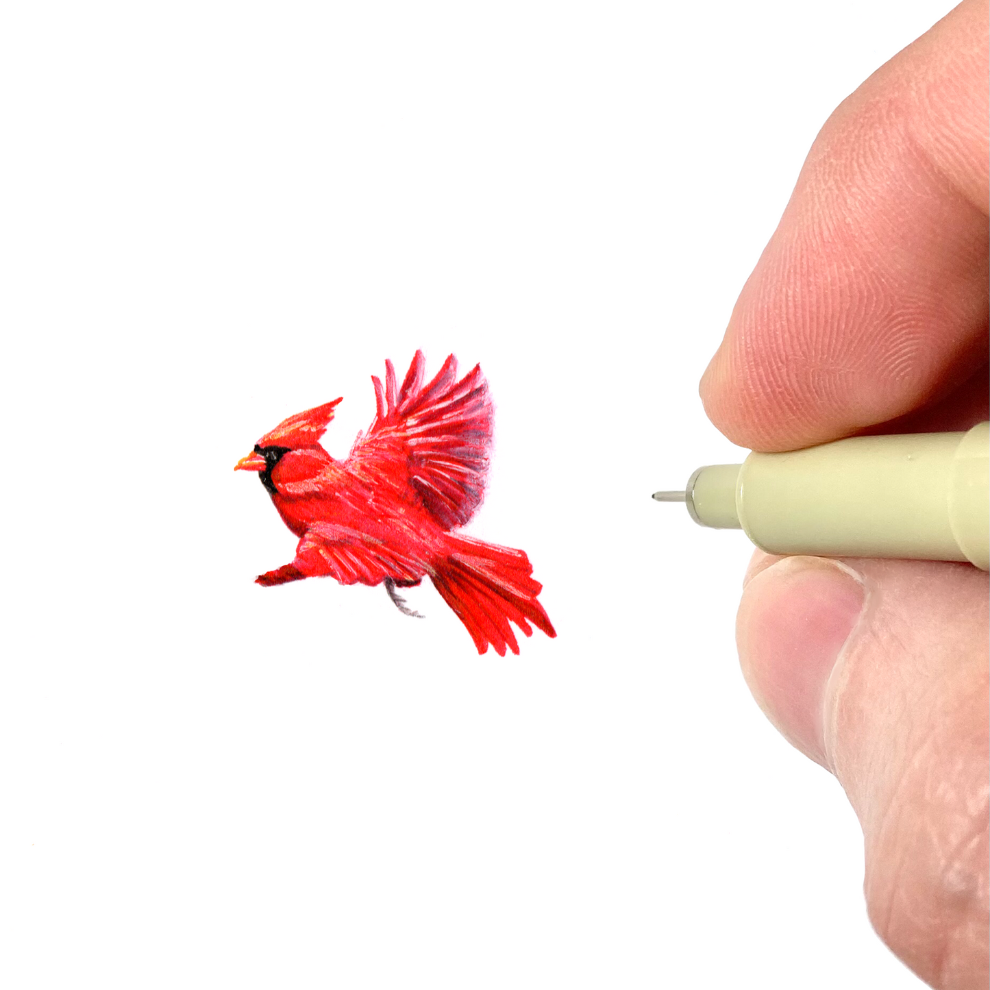 Cardinal