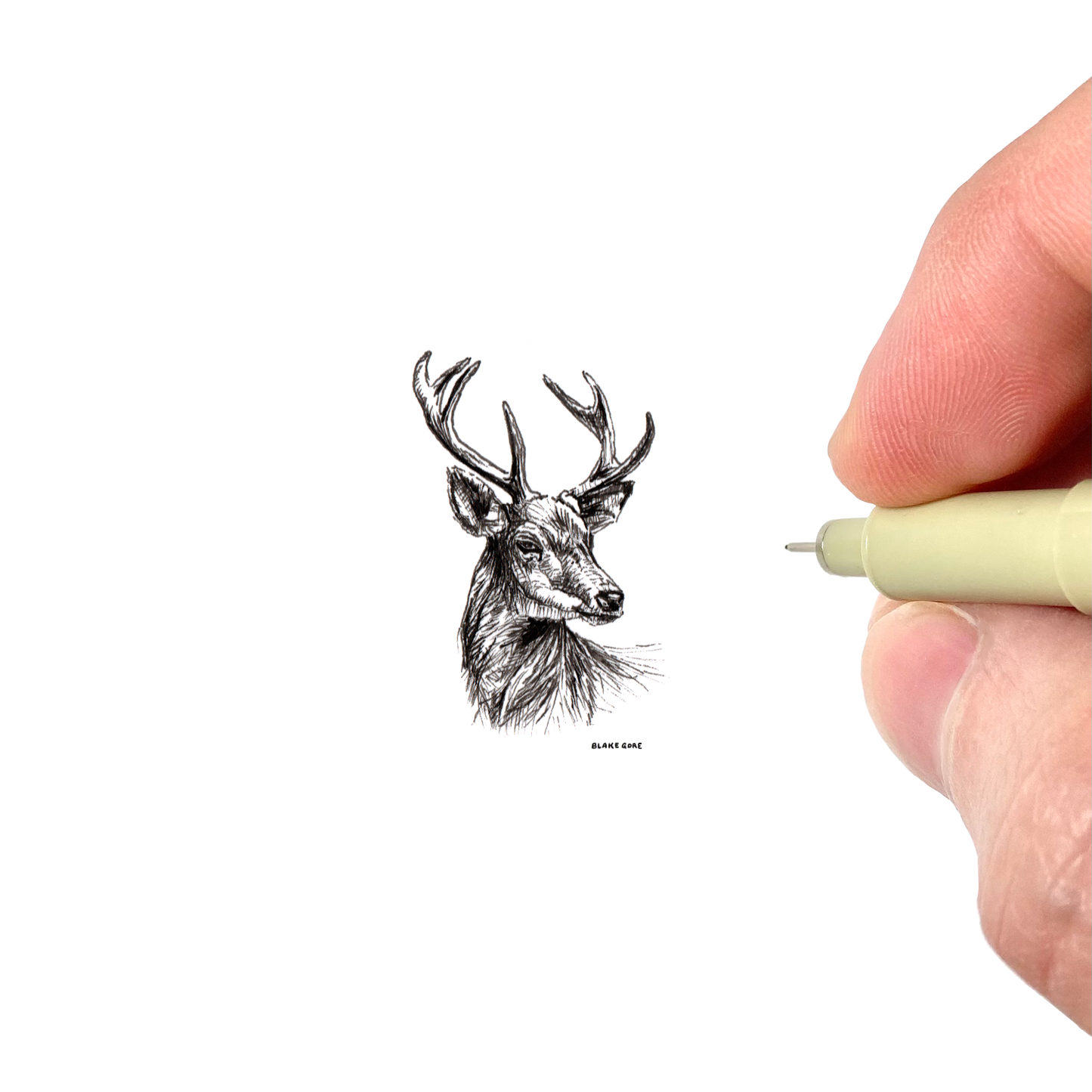 Deer