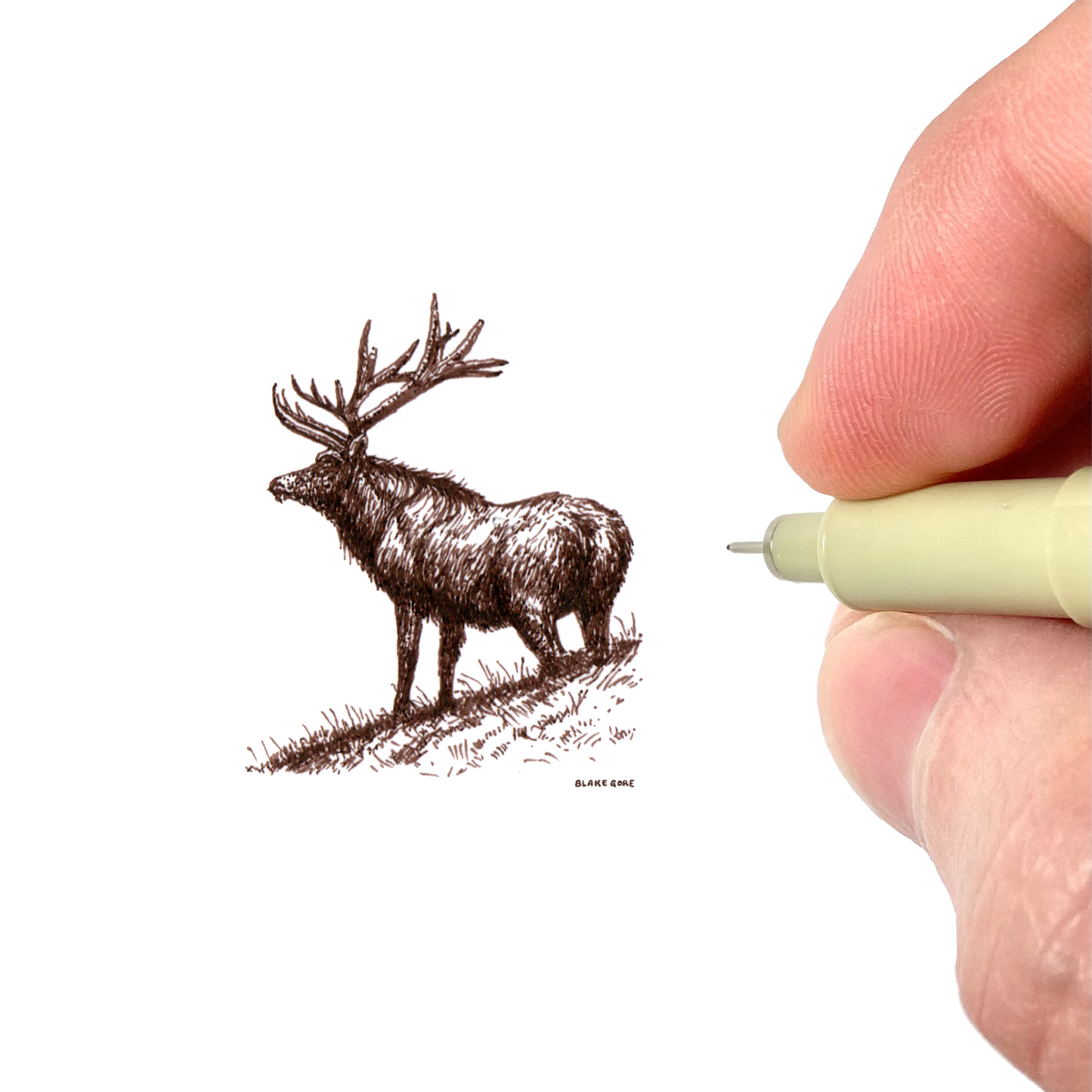 Elk (Original)