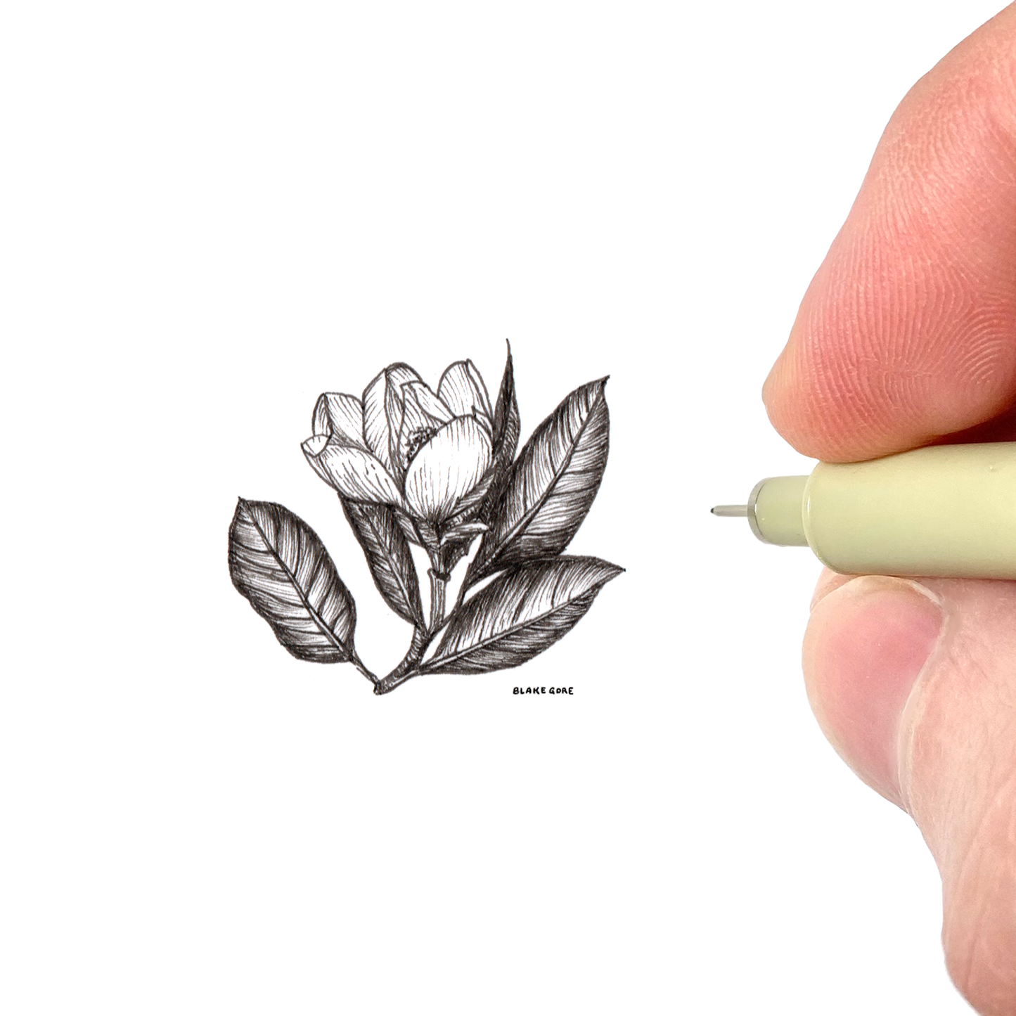 Magnolia Bloom