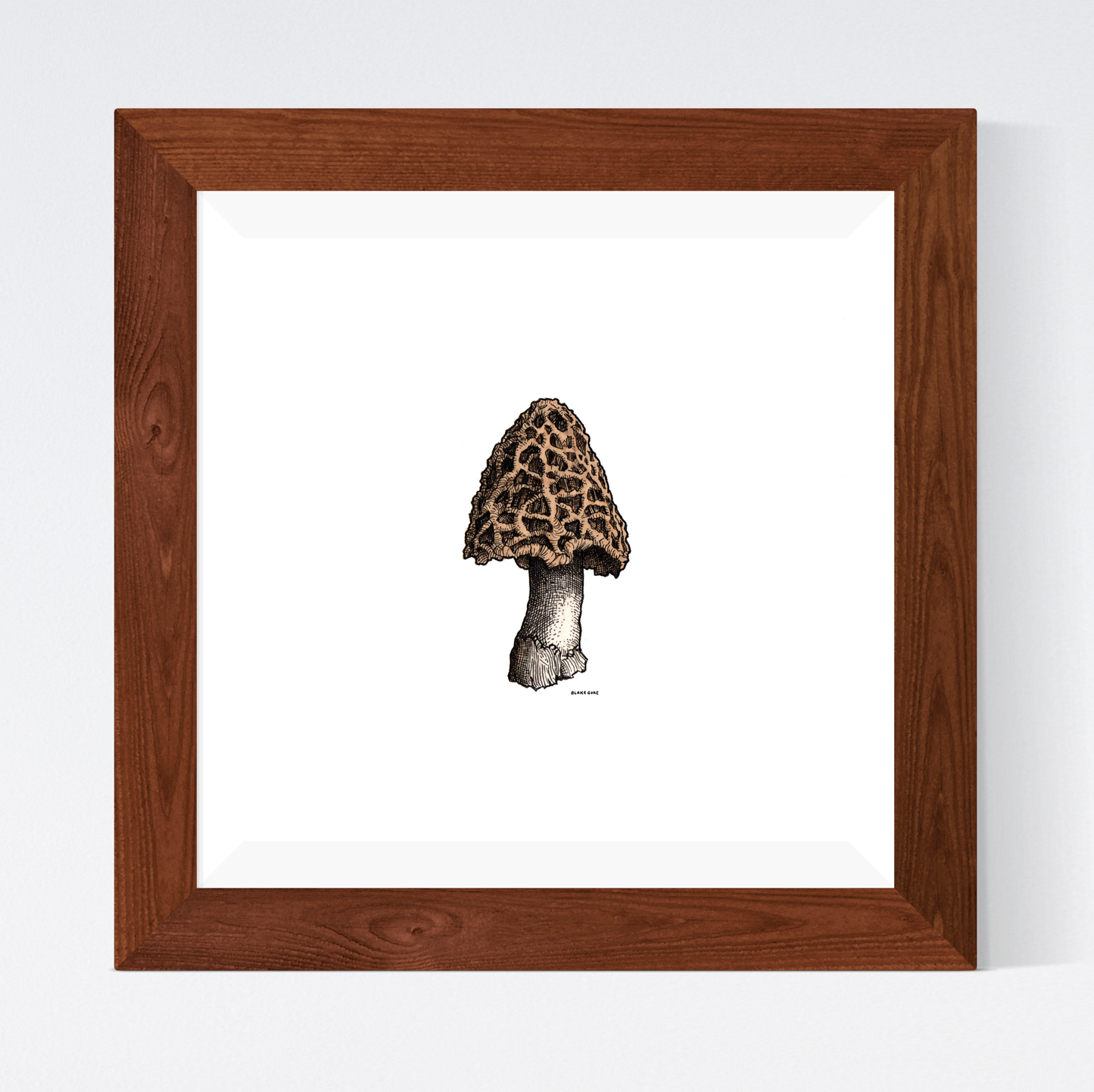 Morel Mushroom