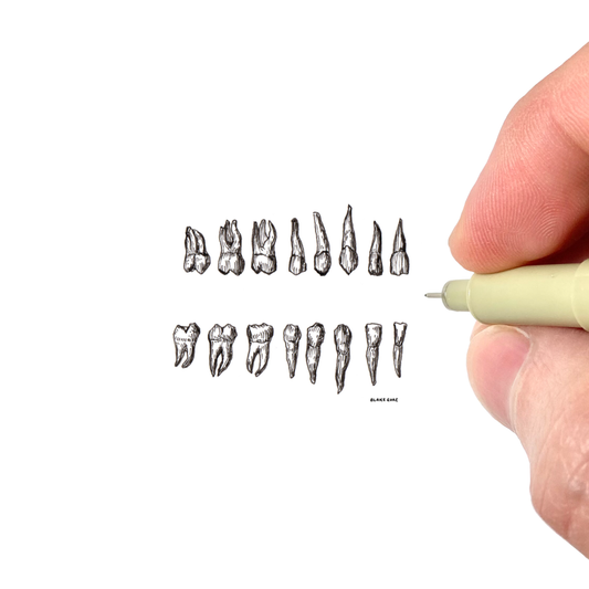 Teeth Study from Gray's Anatomy (1858)