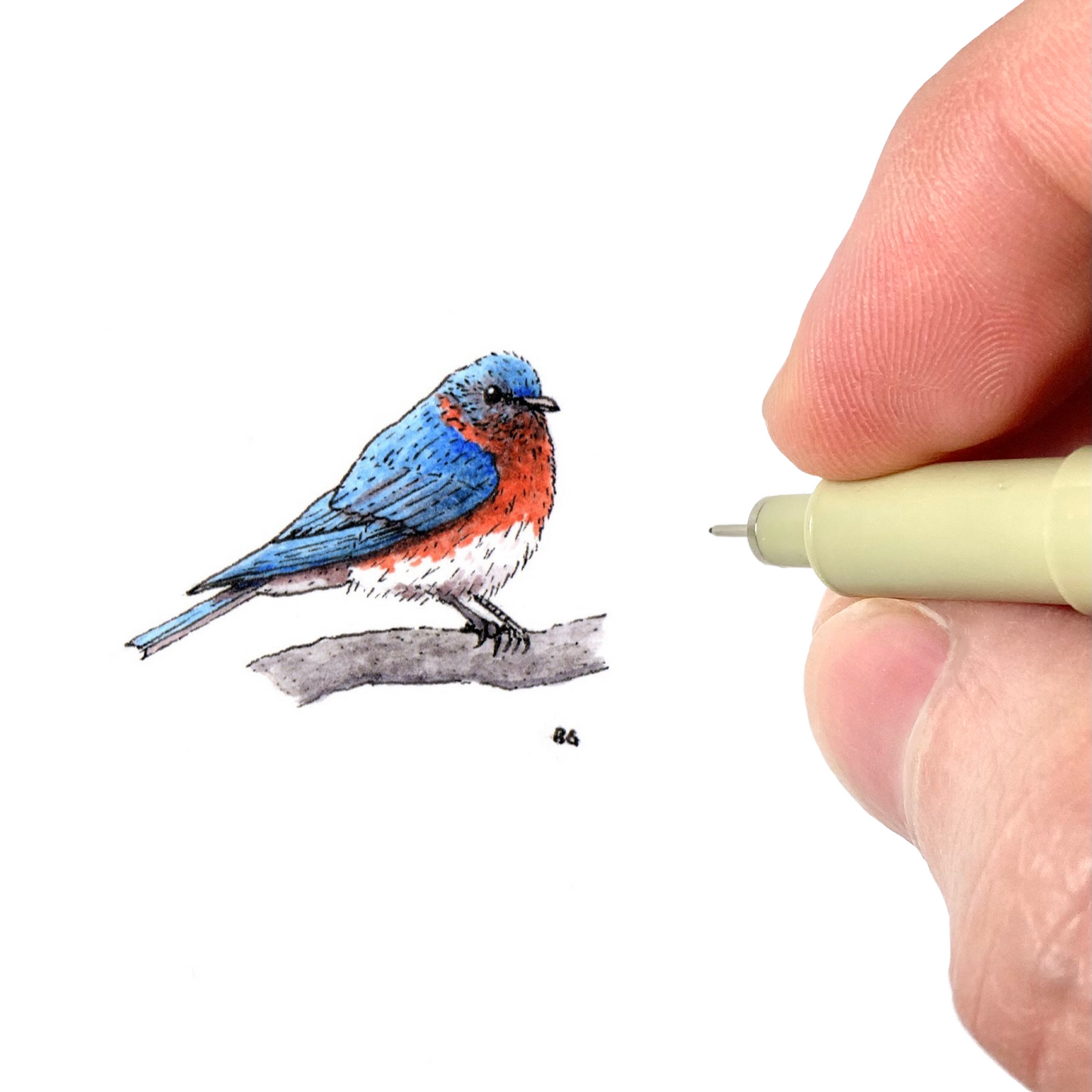 Bluebird