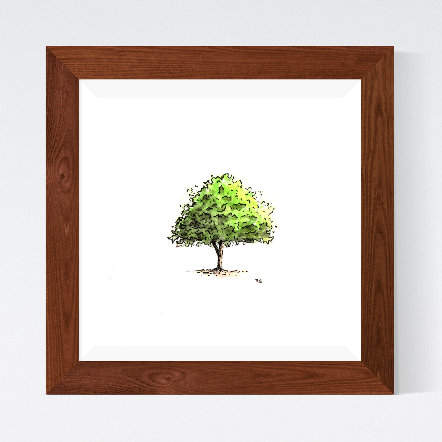 Bradford Pear