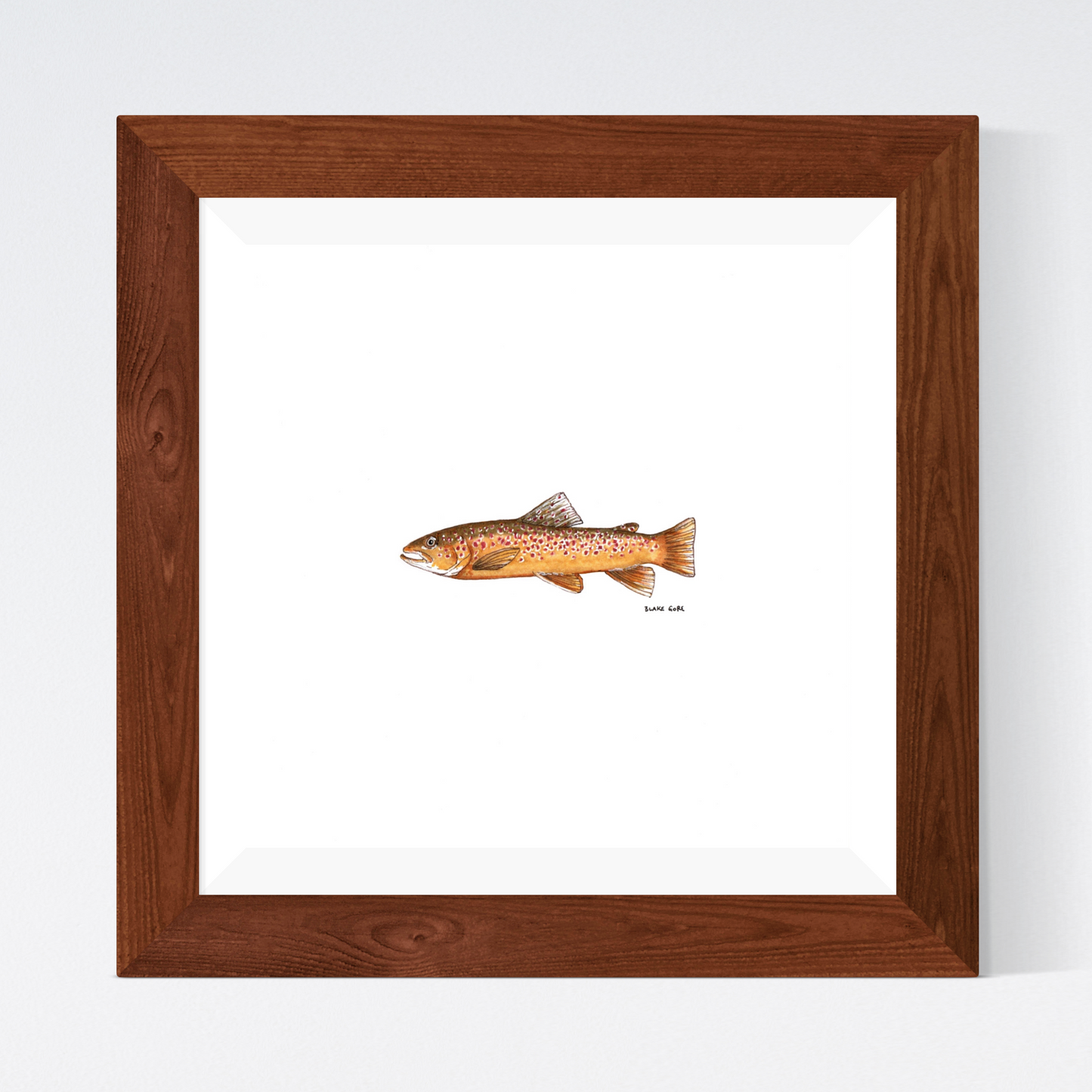 Brown Trout