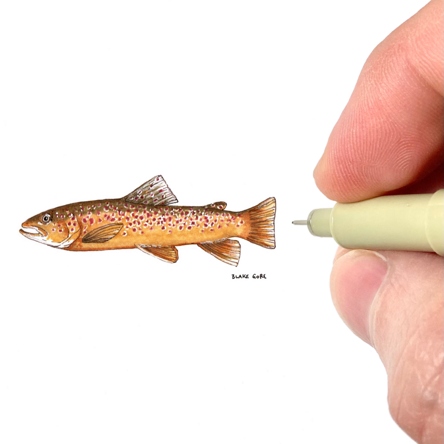 Brown Trout