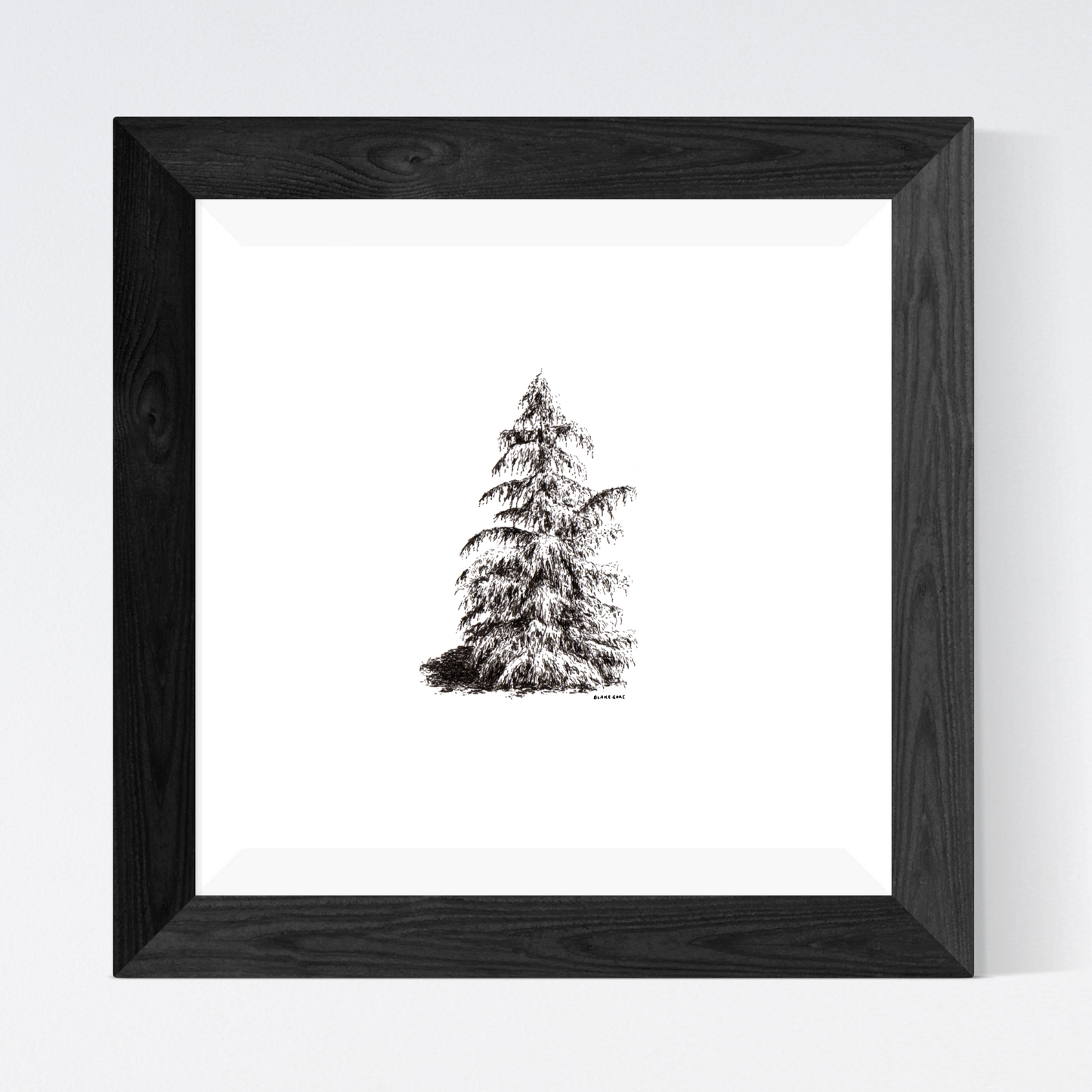 Cedar