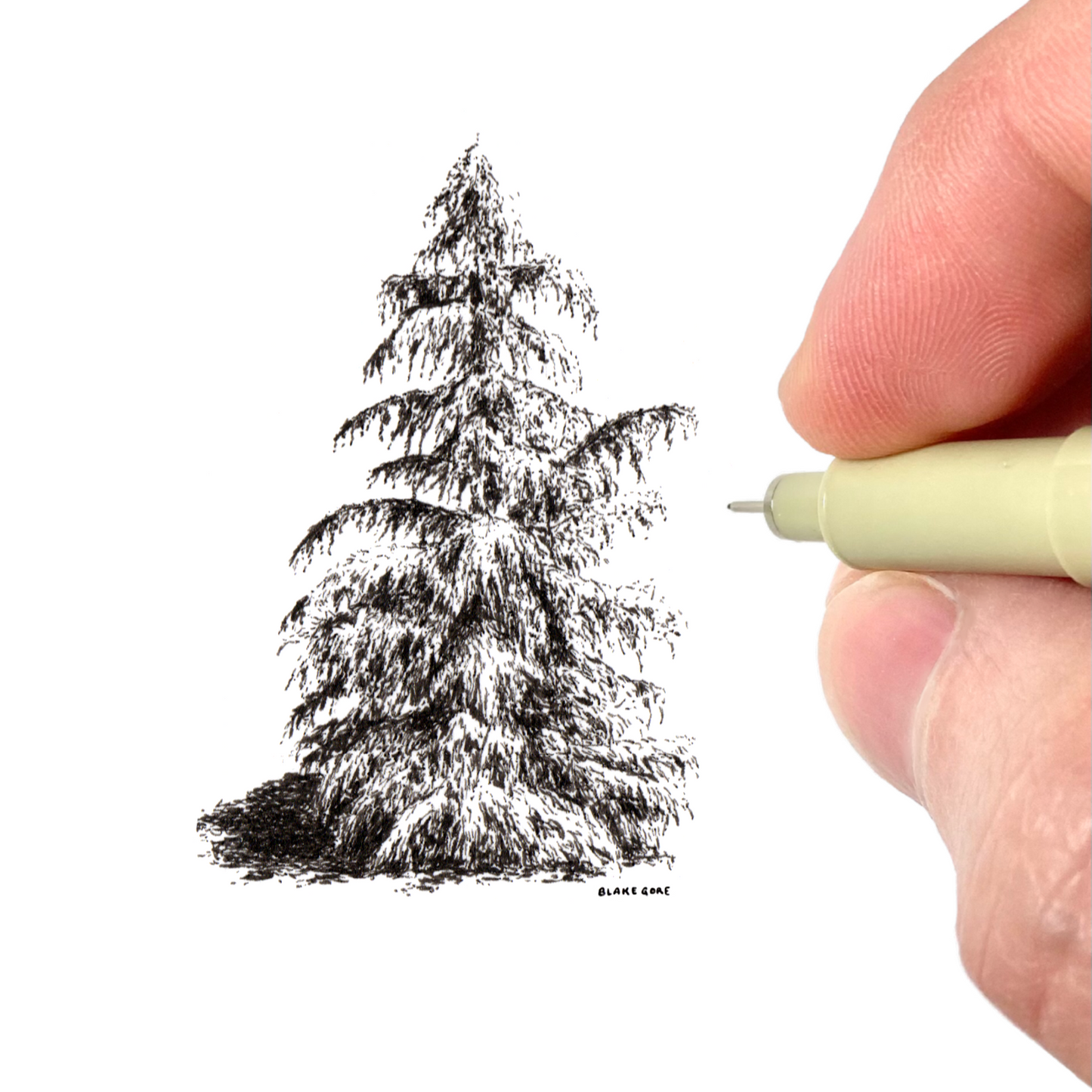 Cedar