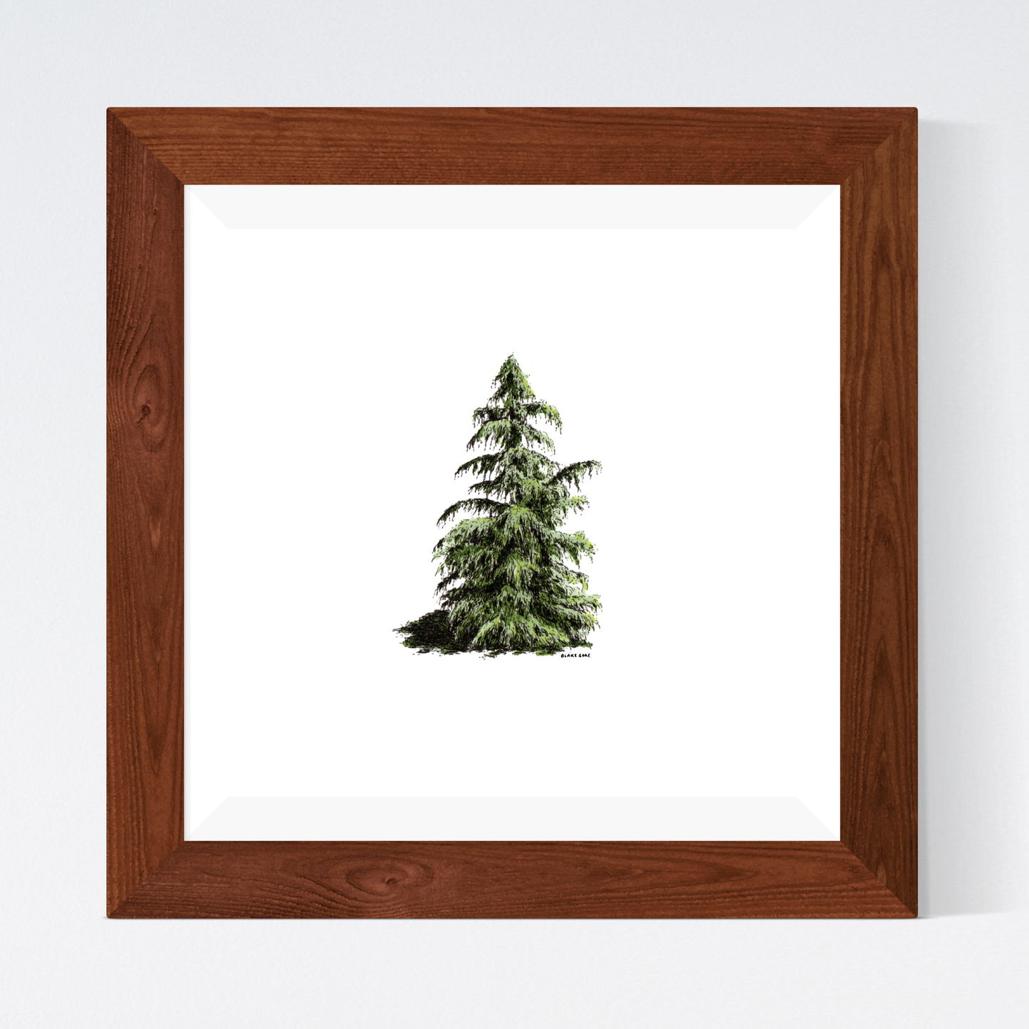 Cedar in Color