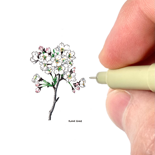 Study of Tsunoi's Watercolor of Cherry Blossoms