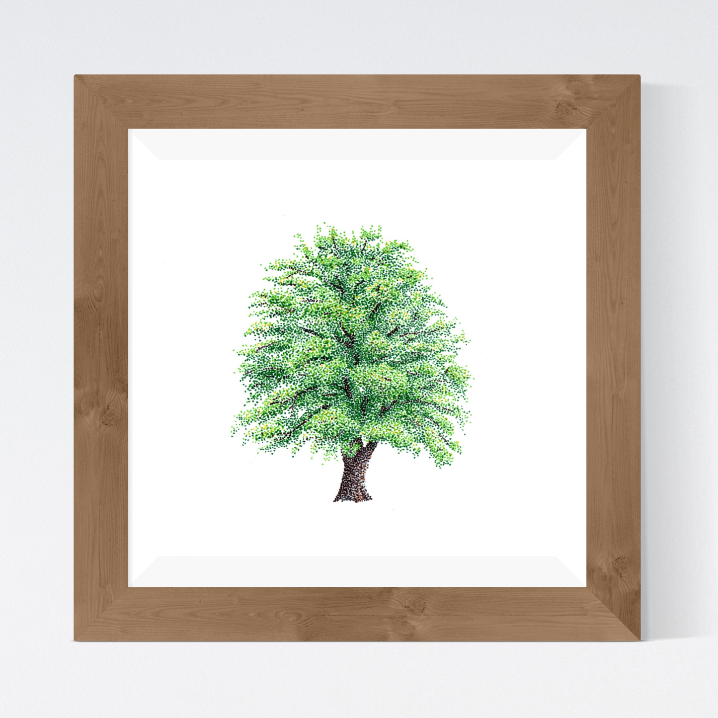 Sycamore