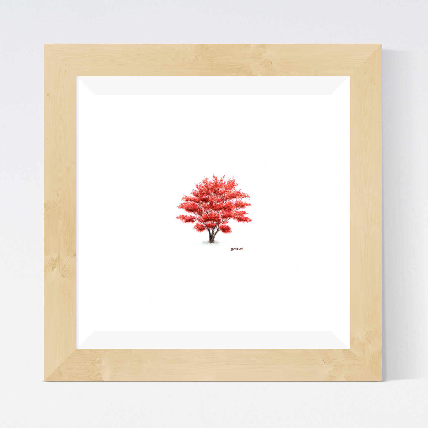 Japanese Maple