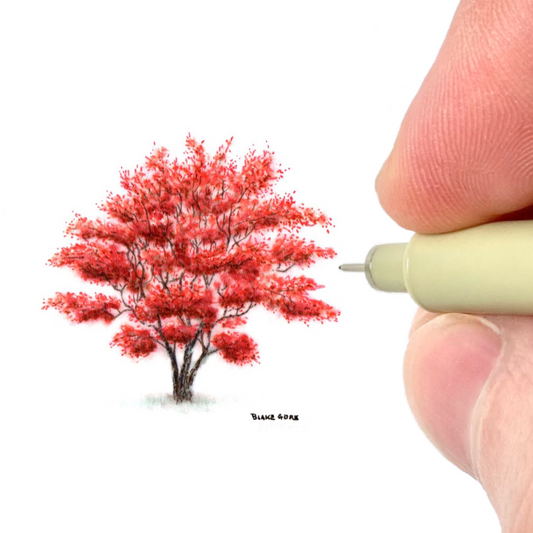 Japanese Maple