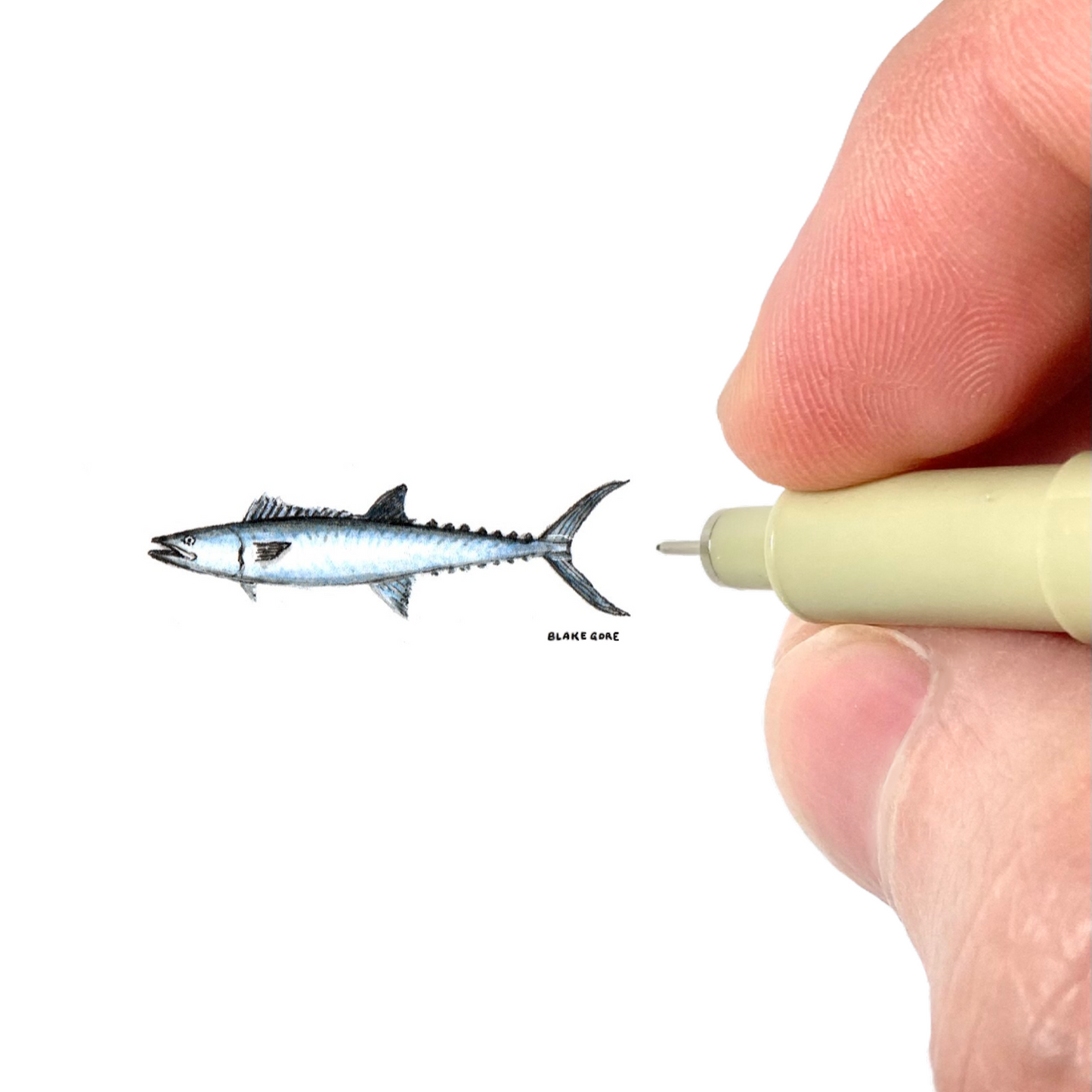 King Mackerel
