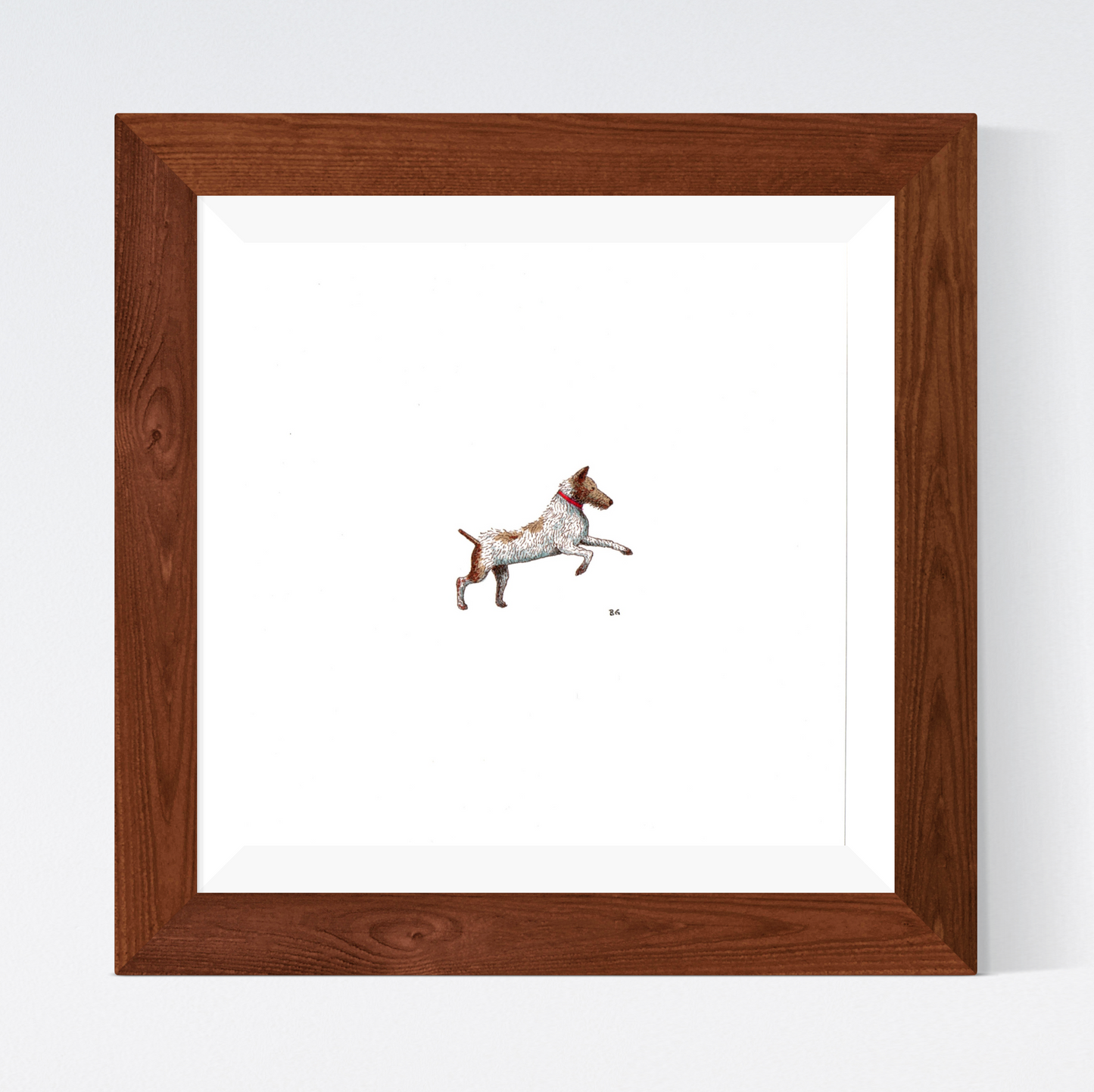 Jack Russell Terrier