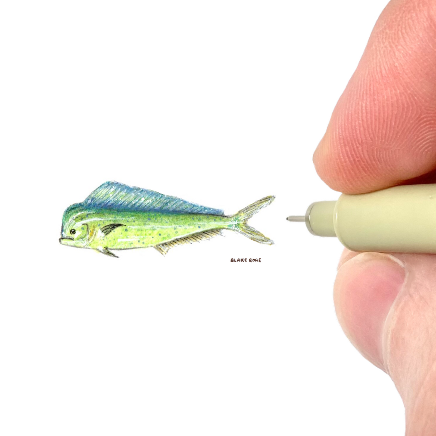 Mahi-mahi