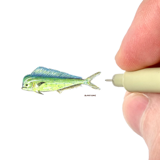Mahi-mahi