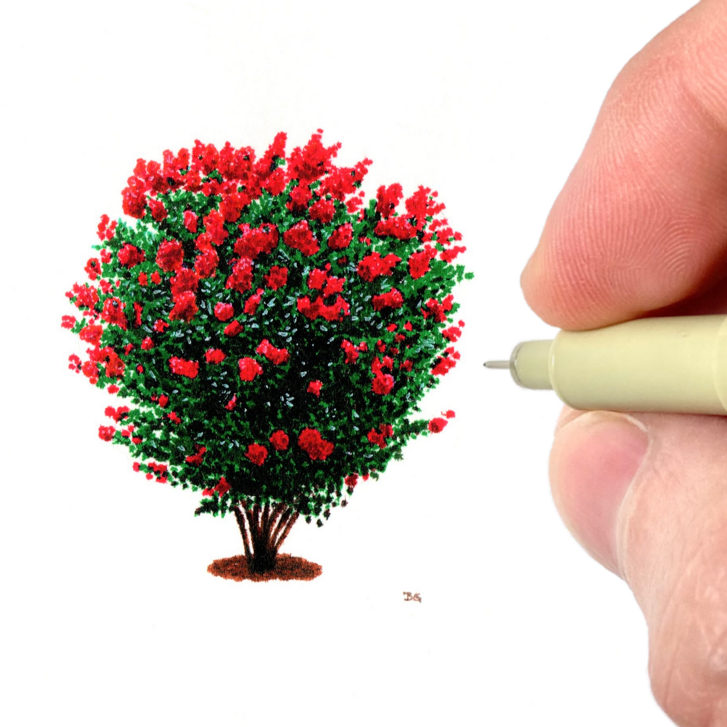 Crepe Myrtle