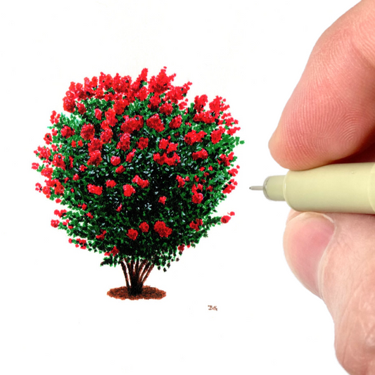 Crepe Myrtle