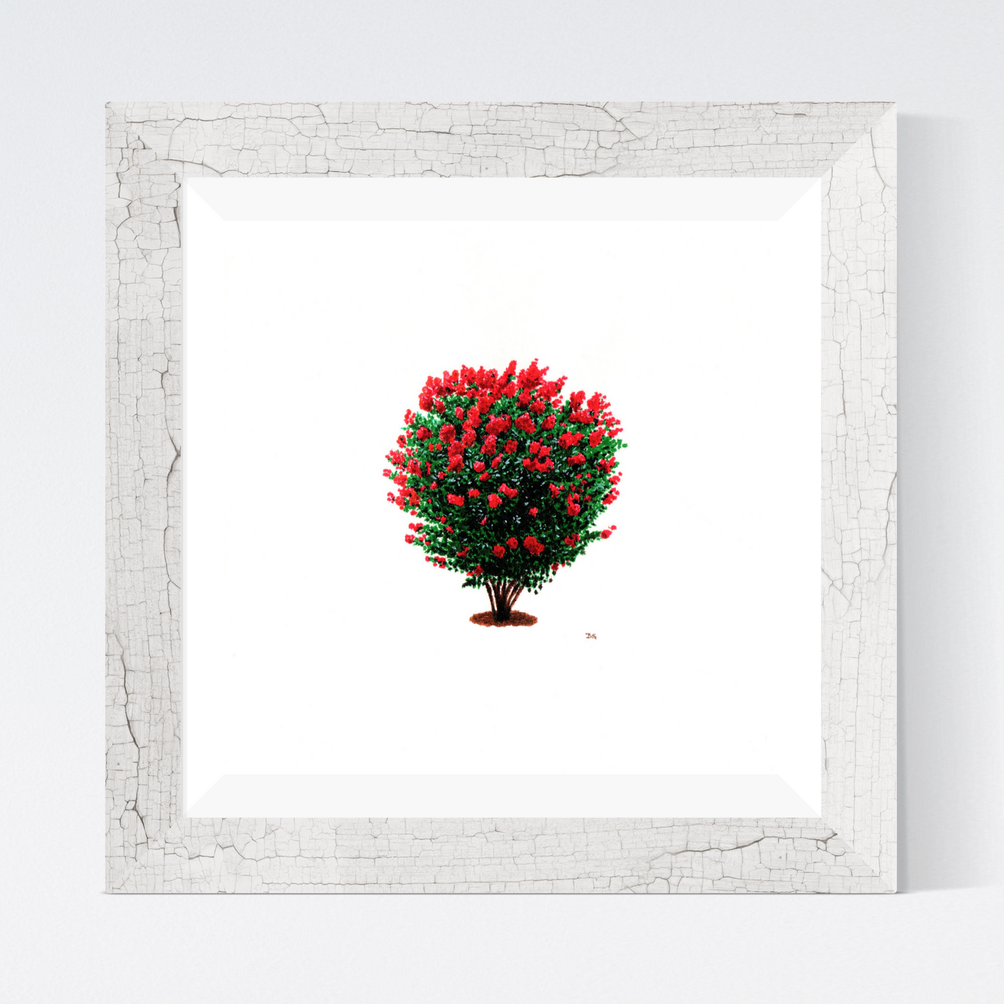 Crepe Myrtle