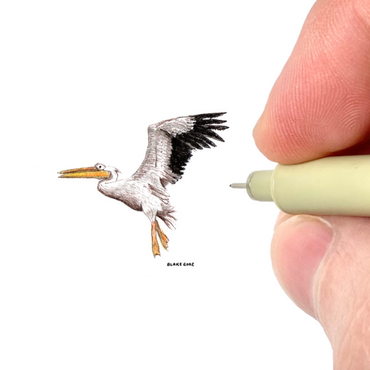 Pelican