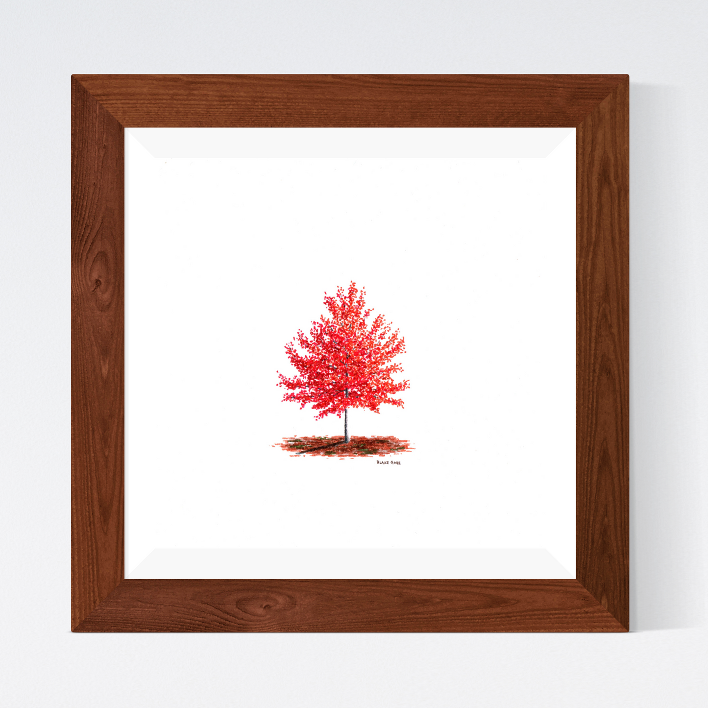 Red Maple