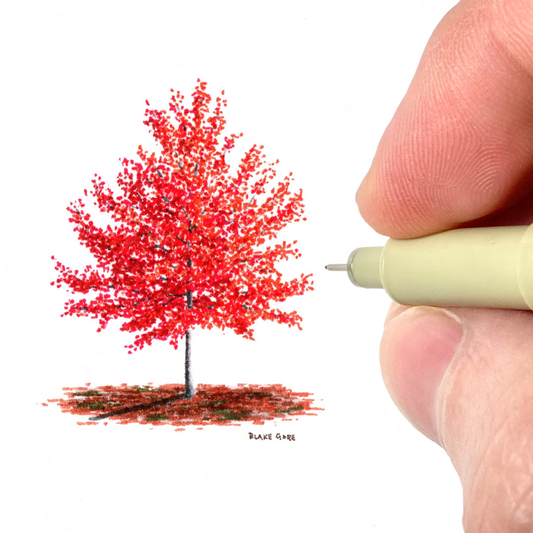Red Maple