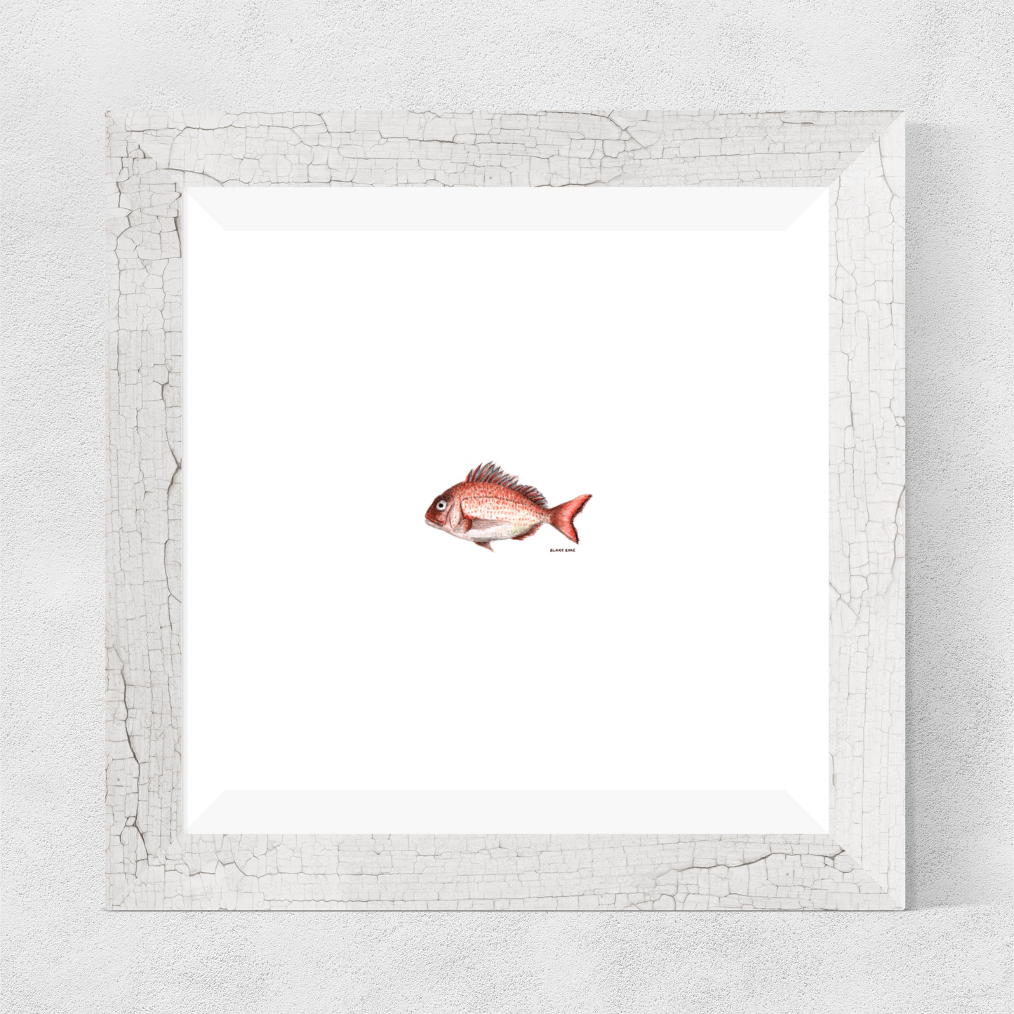 Red Seabream