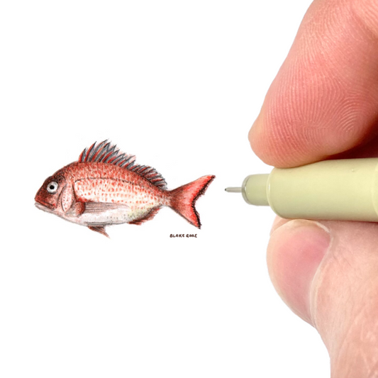 Red Seabream