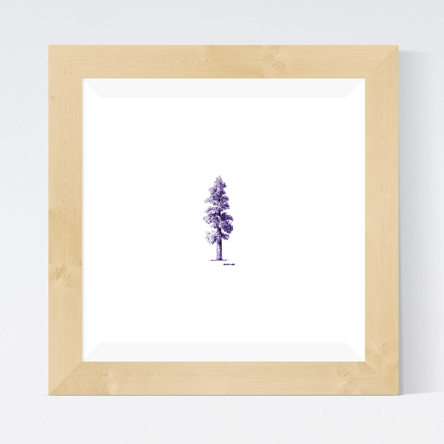 Sequoia