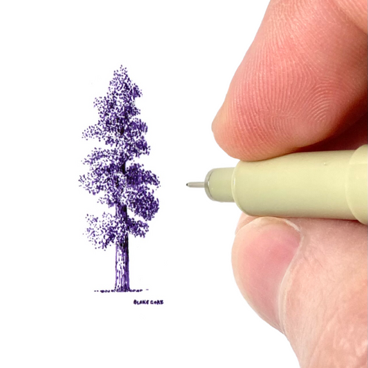 Sequoia
