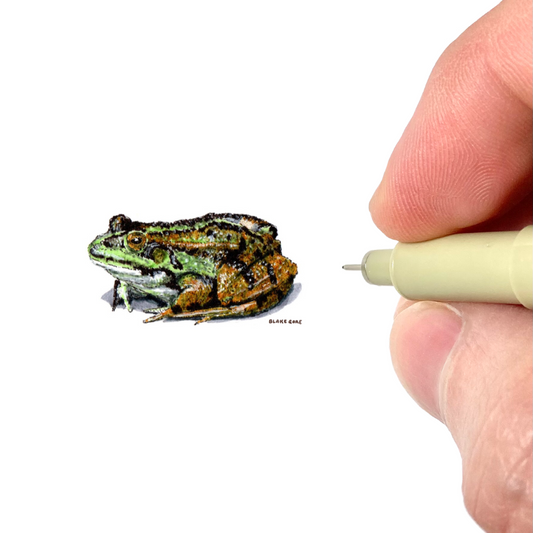 Toad