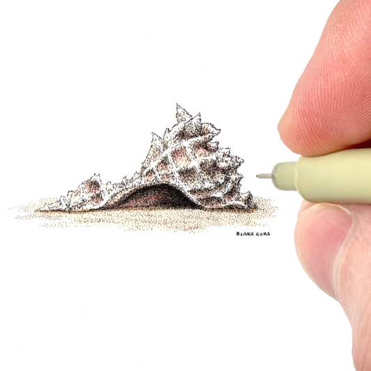 Virginia as a Seashell