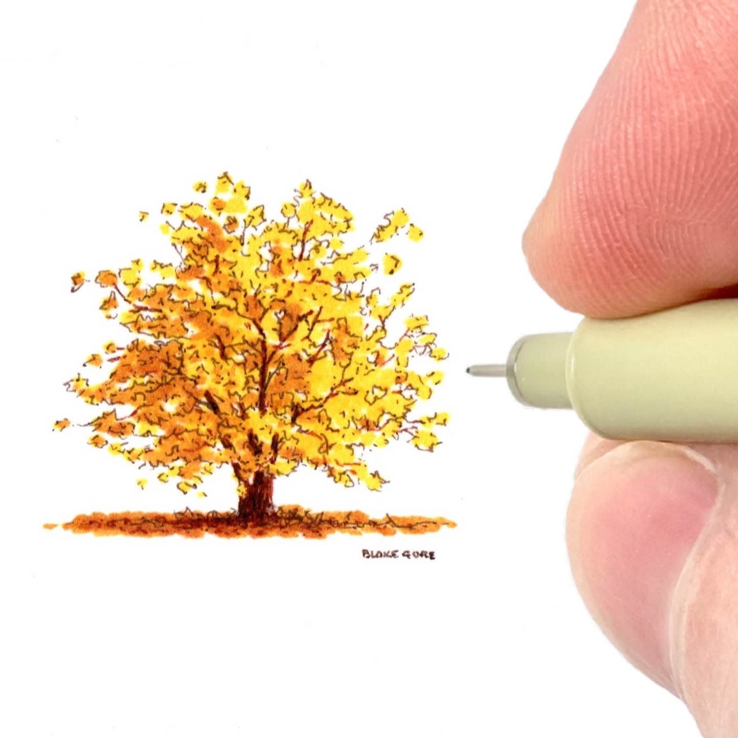 Yellow Oak
