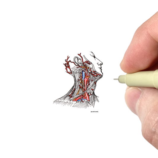 Head and Neck Anatomy Study from Gray's Anatomy (1858)