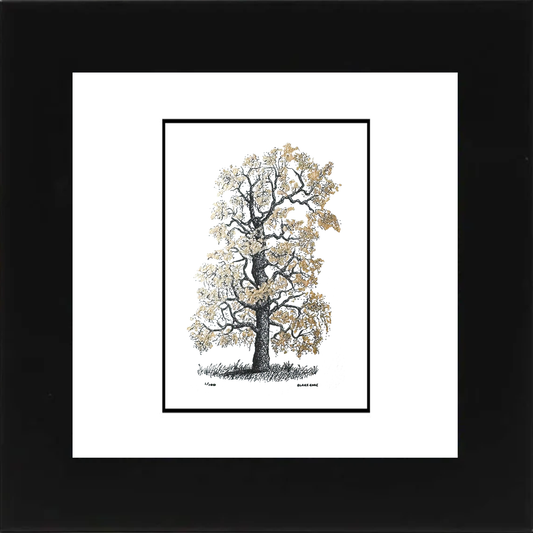 Golden Fall Series: Poplar (Limited Edition)