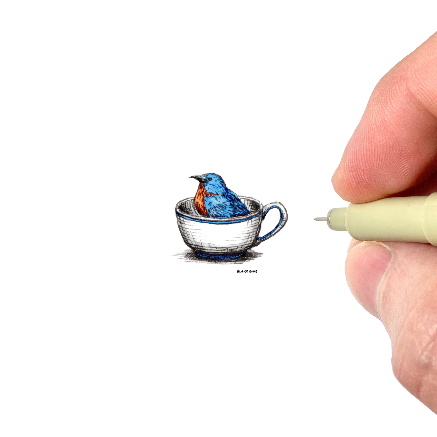 Teacup Bluebird