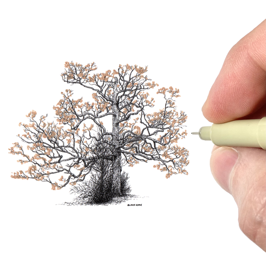 Golden White Oak