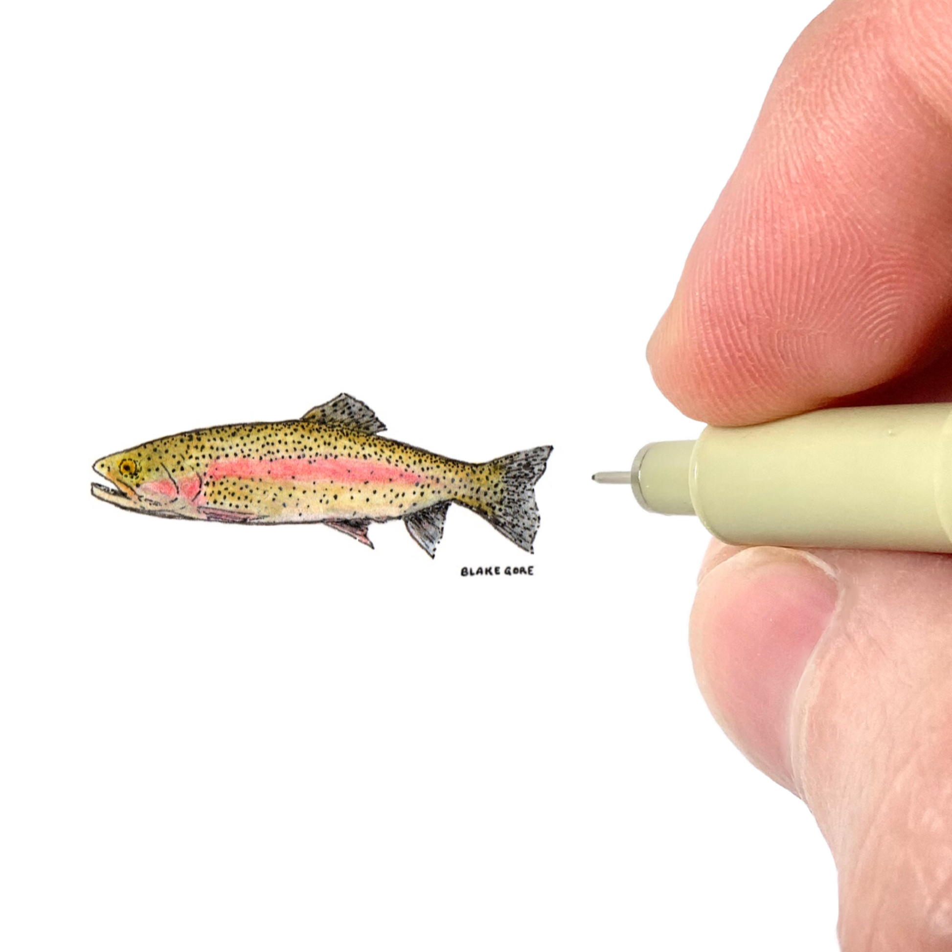 Rainbow Trout, Miniature Fine Art Print by Blake Gore – Blake Gore